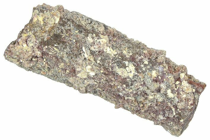 Devonian Petrified Wood (Callixylon) Section - Oldest True Wood #363300